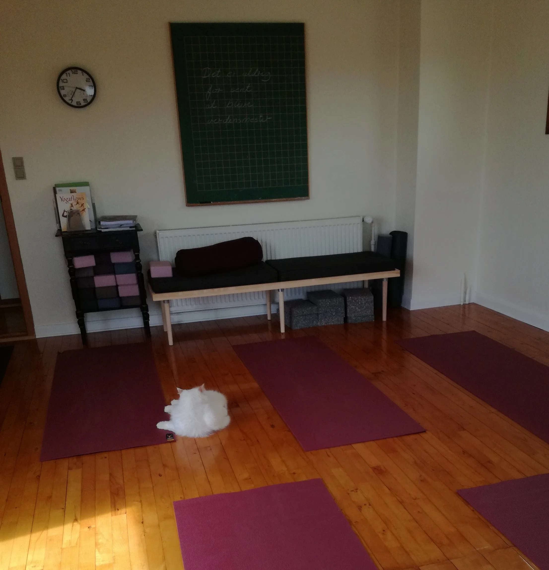 Cat Yoga