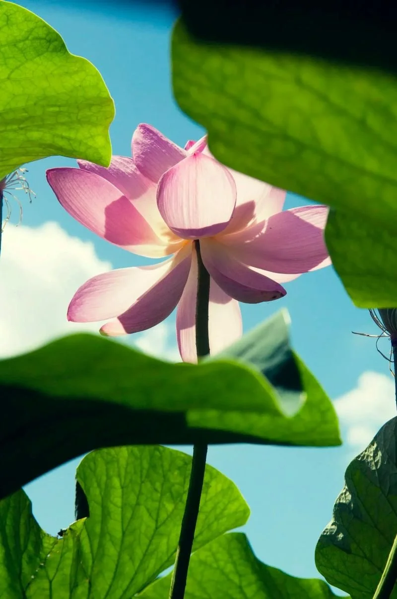 En lyserød lotus i centrum, som et symbol på Ashtanga yogaen. Der er solskin og grønne blade.