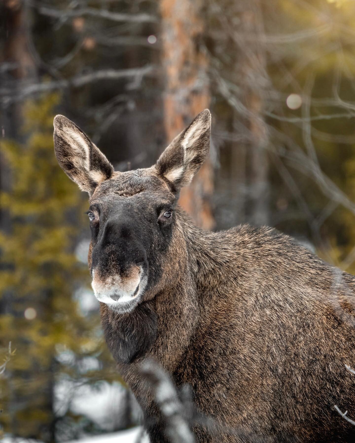 ↠ Beautiful eye contact with this moose 👁️🌲🦌

#sonyalpha #sonyambassador #bealpha #a1 #sonya1 #sony200600 #sel200600 #sony200600mm #sony200600g #moose #&auml;lg #wildlifephotography #wildlife #naturephotography #animalovers #animalphotography #the