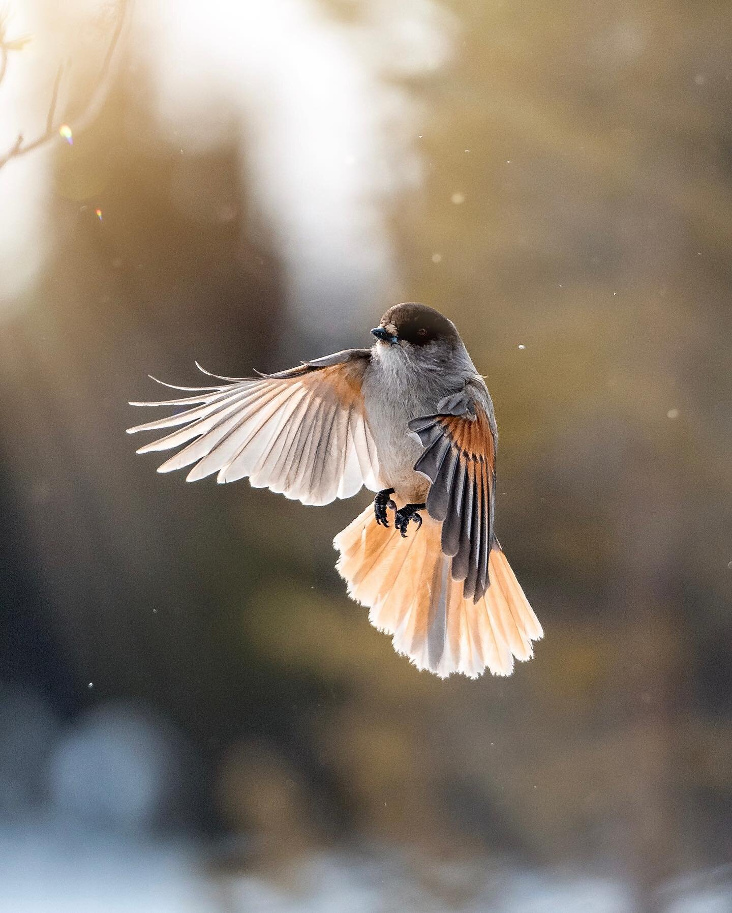 Spring birds, snow and lots of light ☀️🫶

📷 Sony a1 + 70-200 GM
. ⠀⠀⠀⠀⠀⠀⠀⠀⠀ ⠀⠀⠀⠀⠀⠀⠀⠀⠀
#sonyalpha #sonyalphaone #sonya1 #bealpha #sony70200 #70200gm #sony70200mm #sony70200gm #birdinflight #birdphotography #wildlifephotography #animalphotography #vi