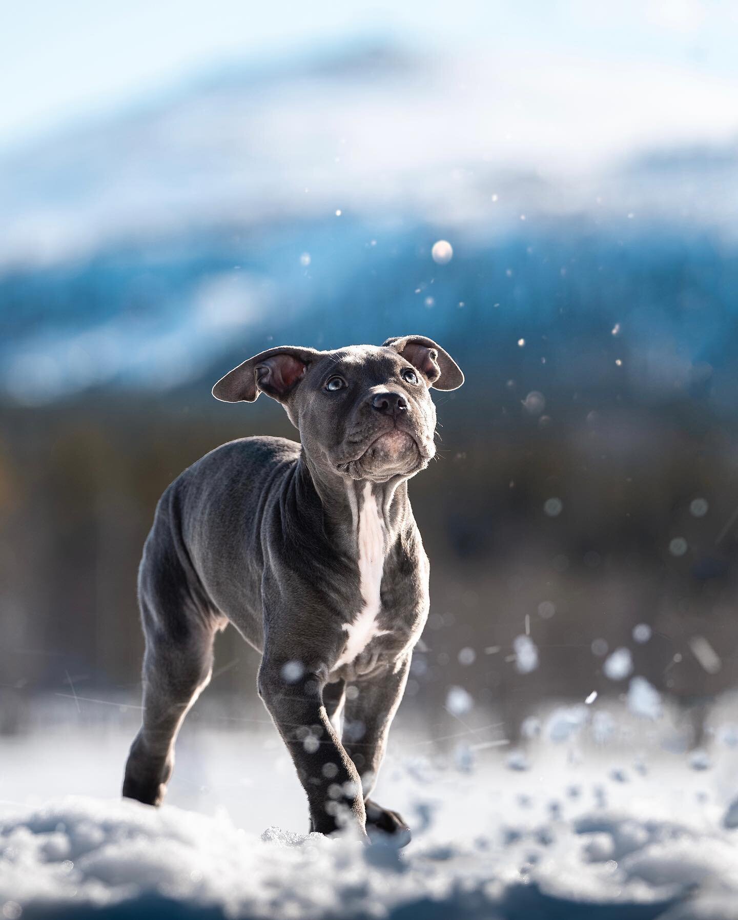 ↠ Our baby&rsquo;s first arctic spring🤍☀️❄️ #11weeks #marabel 

#sonyalpha #sonyambassador #bealpha #sonya1 #sonygmaster #dogsofinstagram #puppylove #a1 #animalphotography #dogstagram #dogoftheday #dog #pawgstagram #dogs_of_instagram #dogsofinstawor