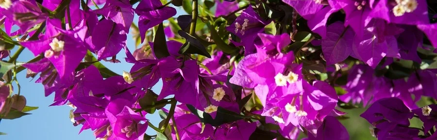 bigstock-Flowering-Bougainvillea-Branch-71800816.jpg