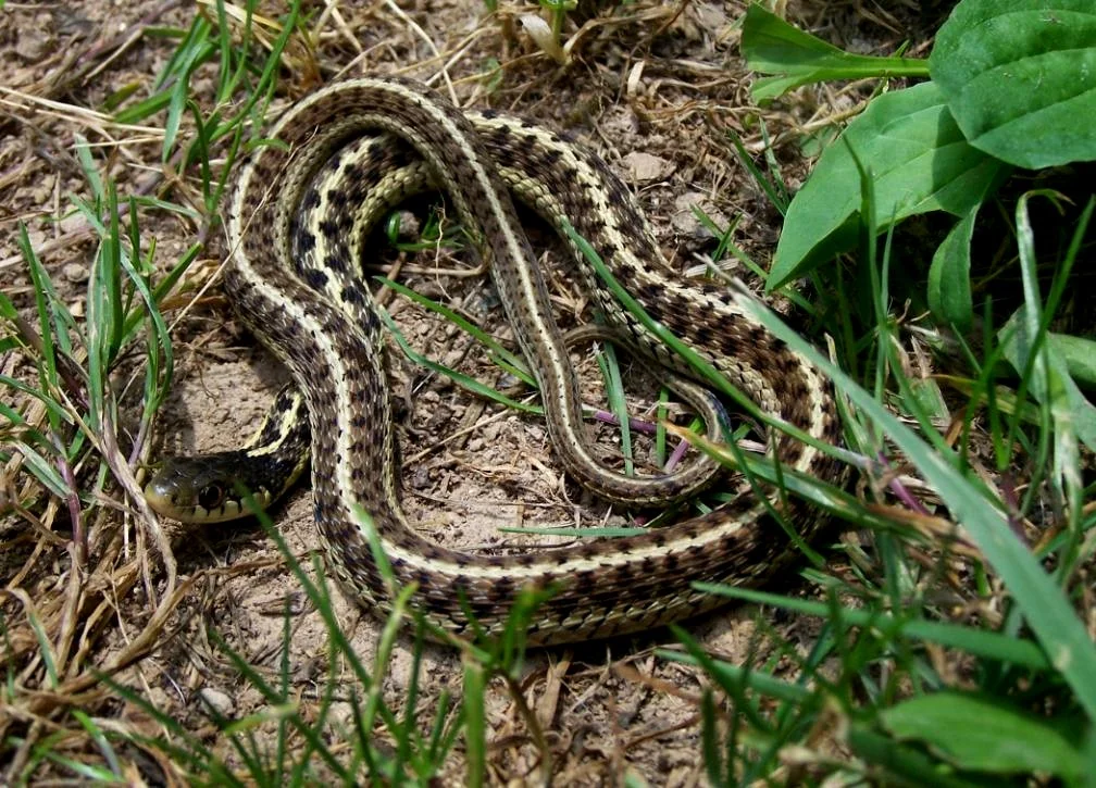 Thamnophis sirtalis sirtalis.jpg