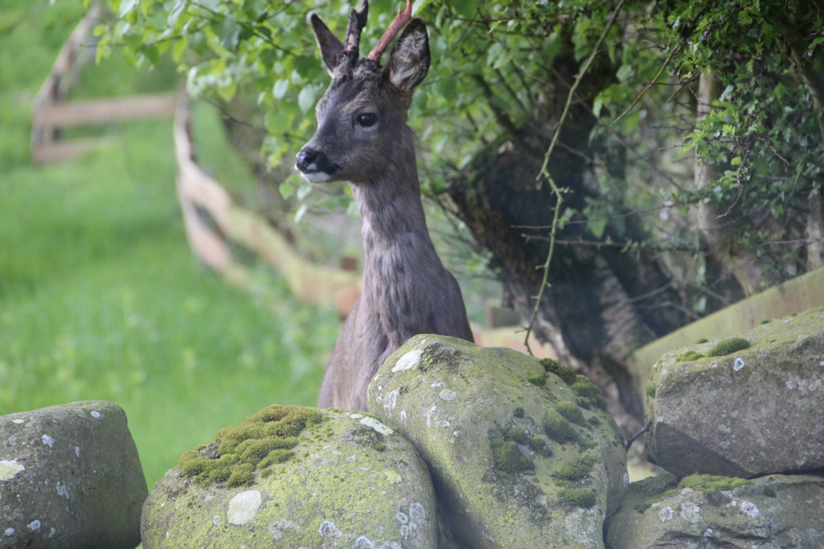 Deer in front garden May 2014