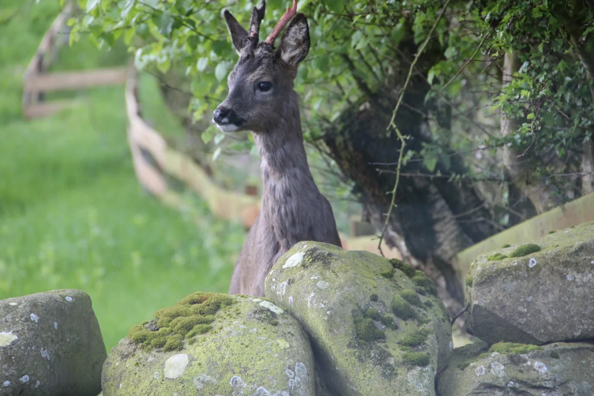 Burnside holiday cottage to let Galloway, wildlife in the garden.jpg