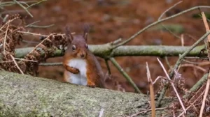 glorious galloway red squirrels at Kirroughtree.jpg