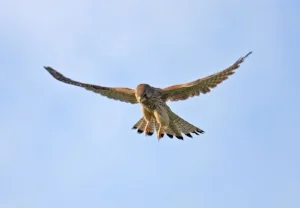 glorious galloway ospreys thrive at wigtown and in the galloway forest park.jpg