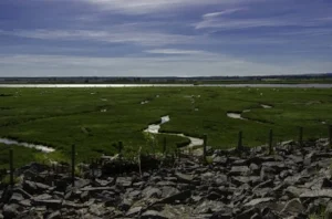 salt marsh lamb by River Cree in Galloway.jpg