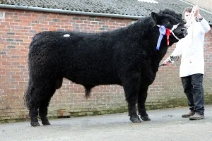 Galloway Cattle.jpg