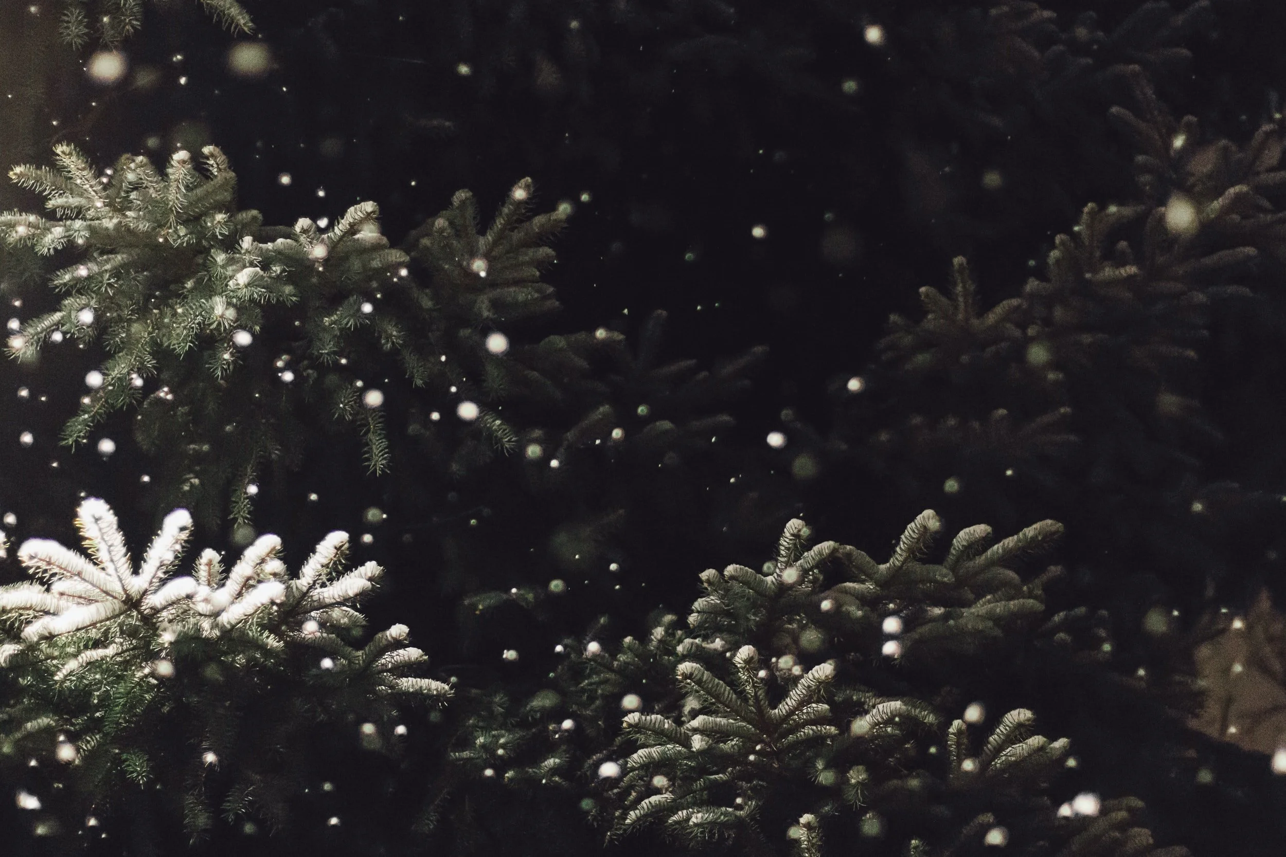Merry Christmas!