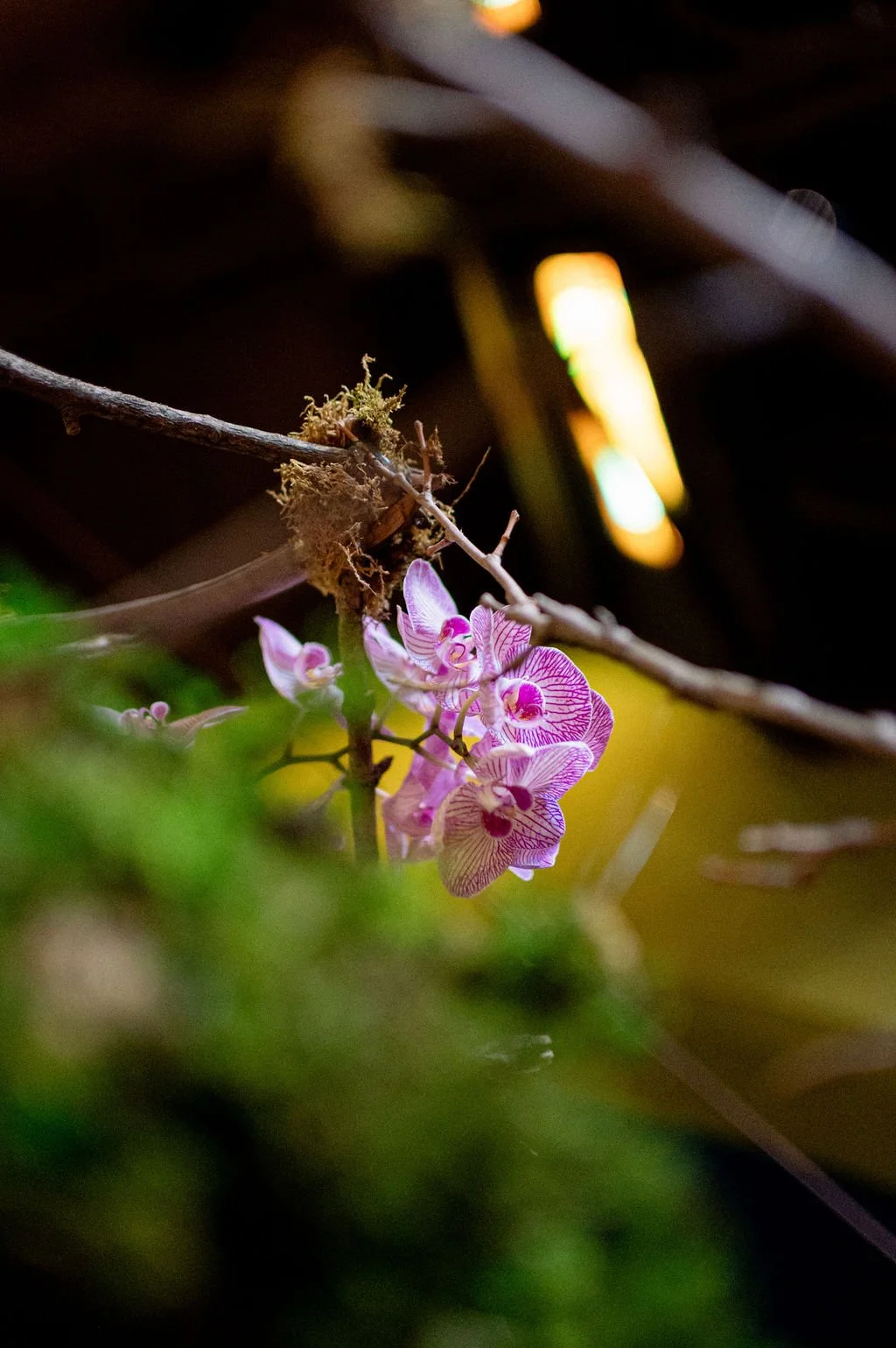DSC_0387.jpg