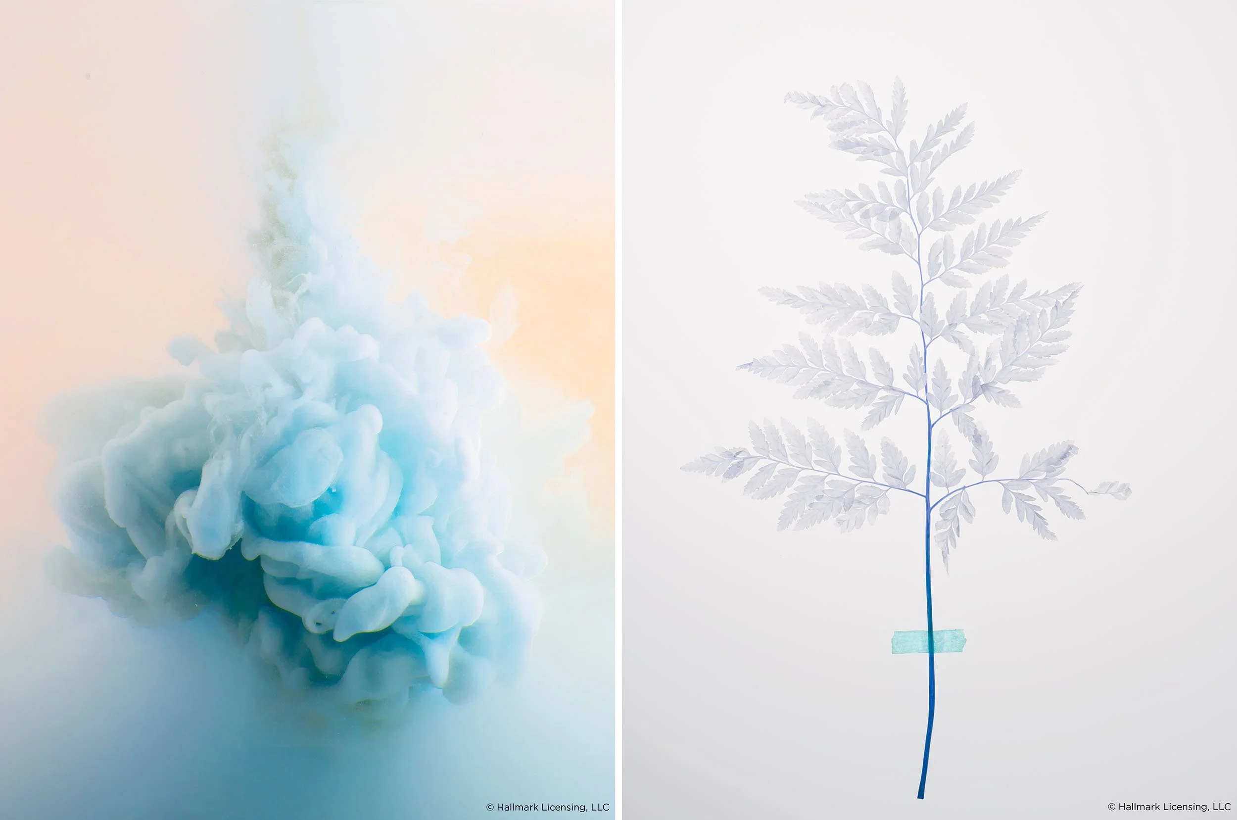 2500_72_diptych_splash_fern.jpg