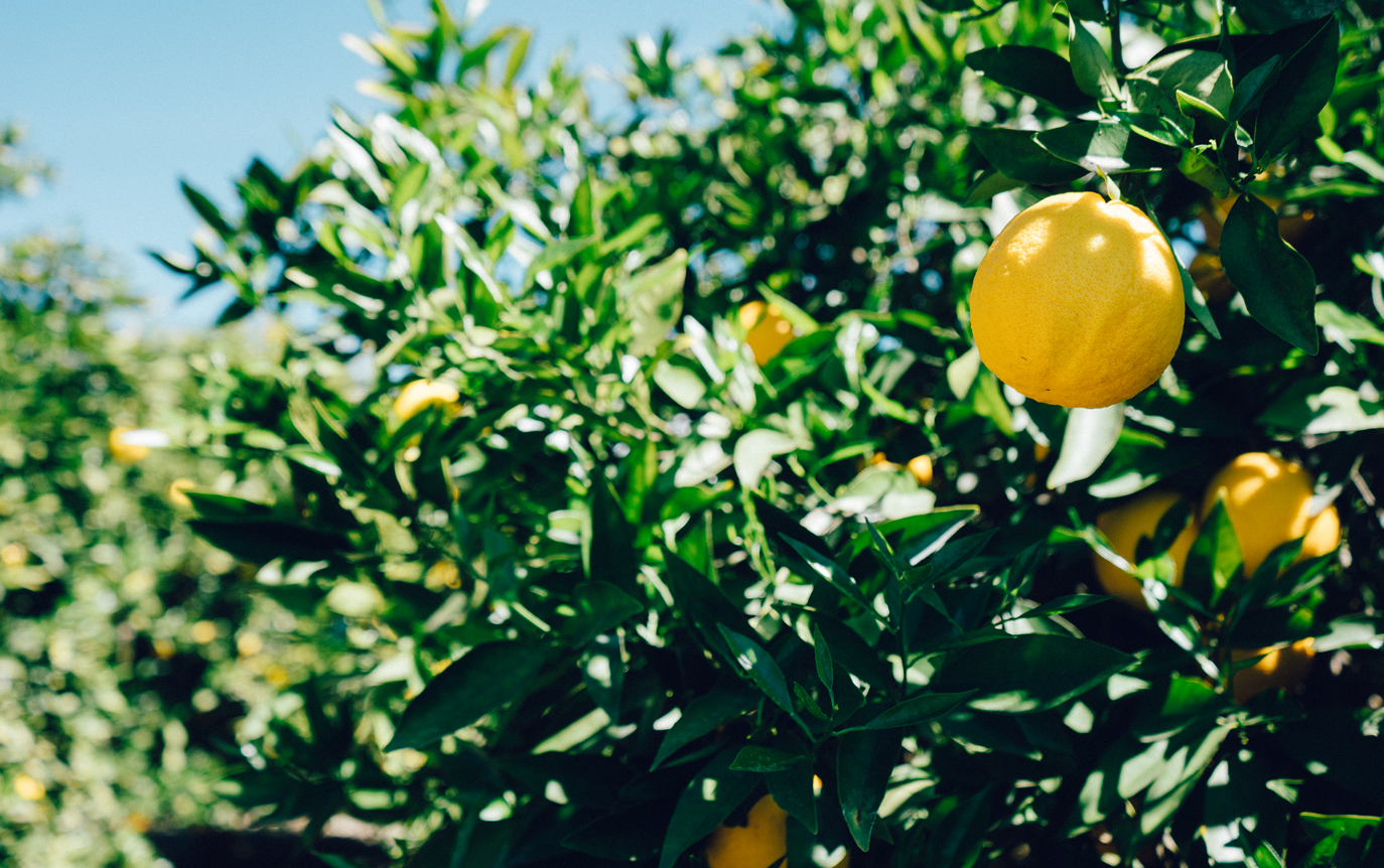 lemon tree.png