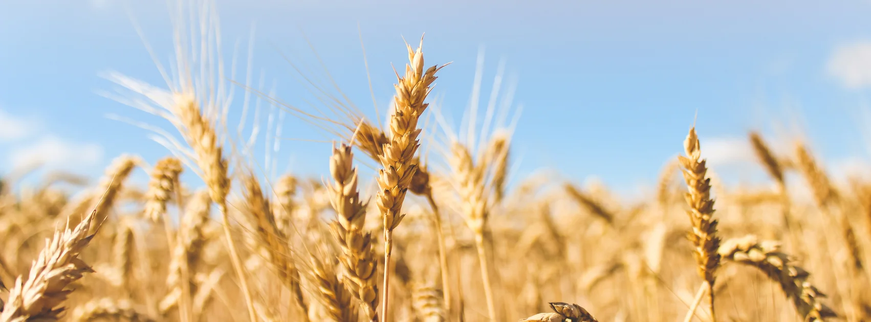 Barley Field.jpg