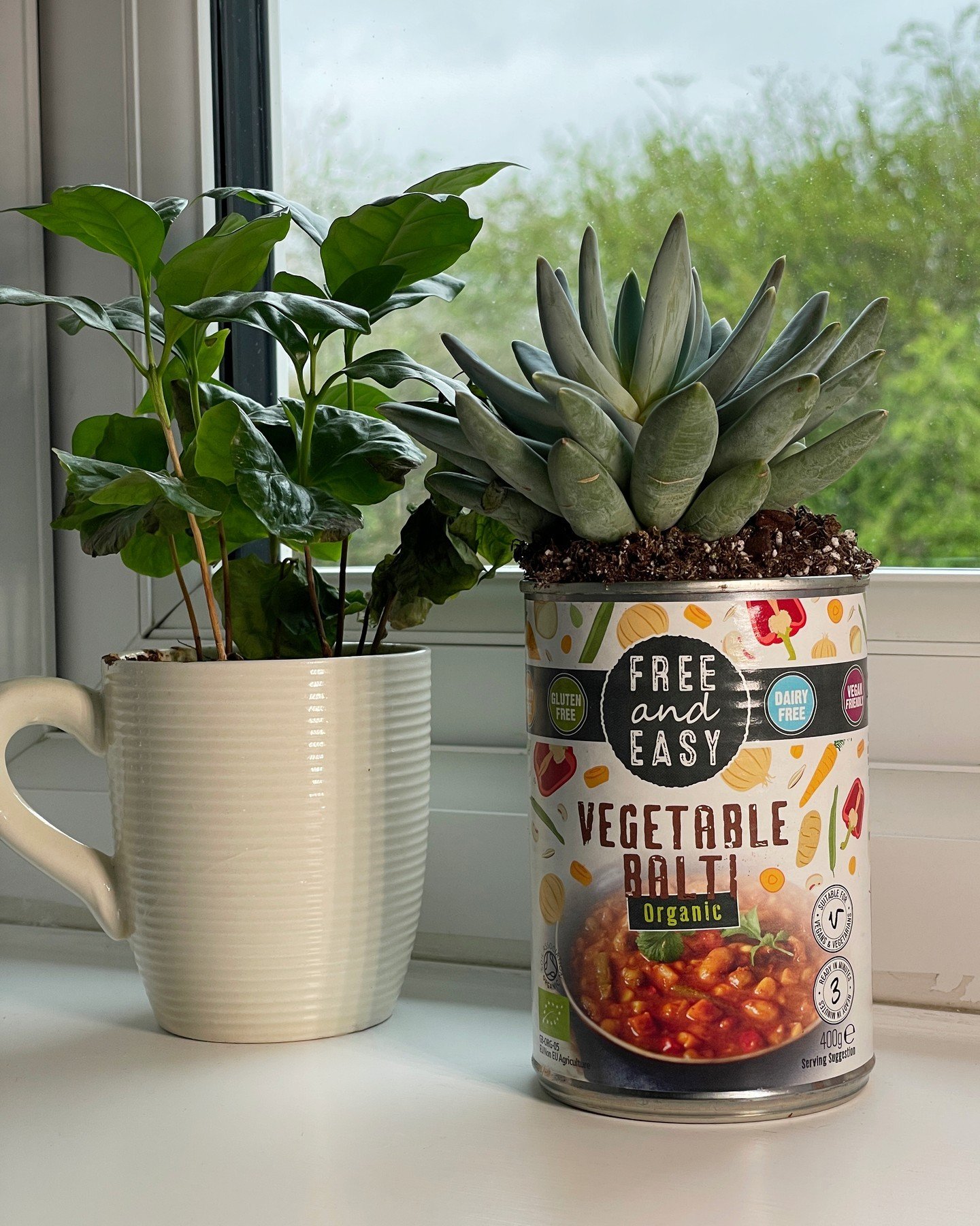 Don't throw out your tins when you're done with them - they've got plenty of uses! 

One of our favourites is to act as a small plant pot - this works great for small, decorative indoor plants, as well as keeping your seedlings safe before they go ou