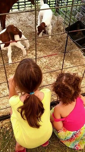petting zoo.jpg