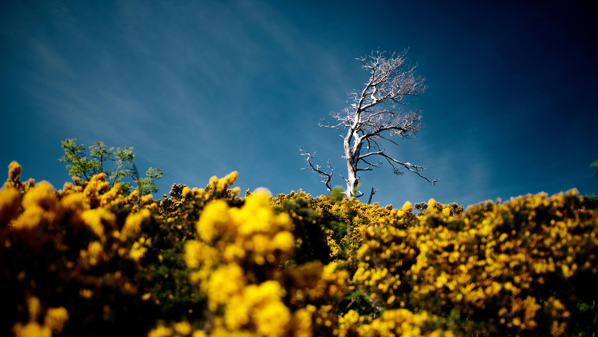 Solace in Solastalgia: A philosopher invented a word for the psychic pain of climate change