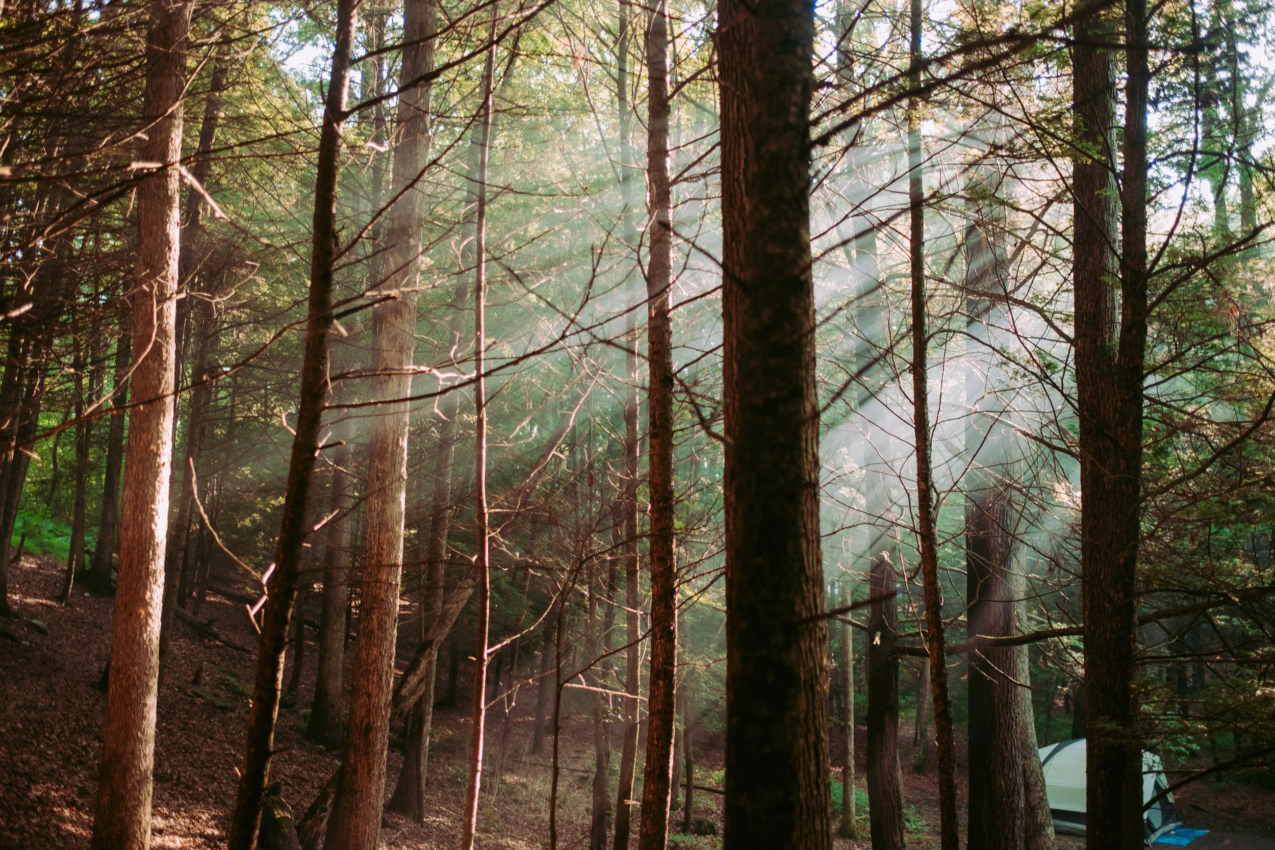 Sunlight through trees in a forest