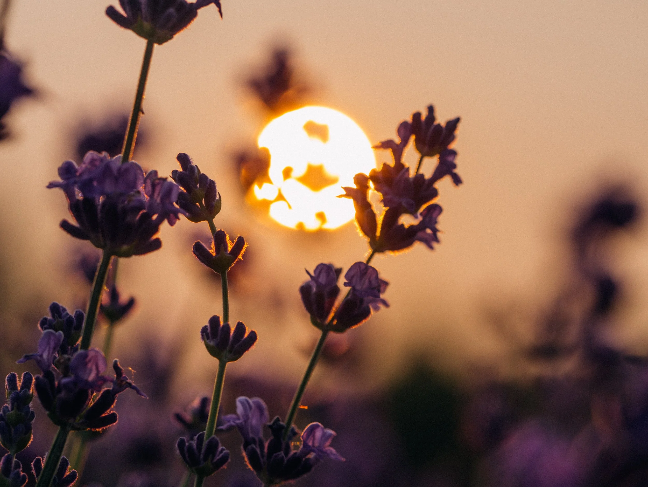 Lavender flowers with the sun
