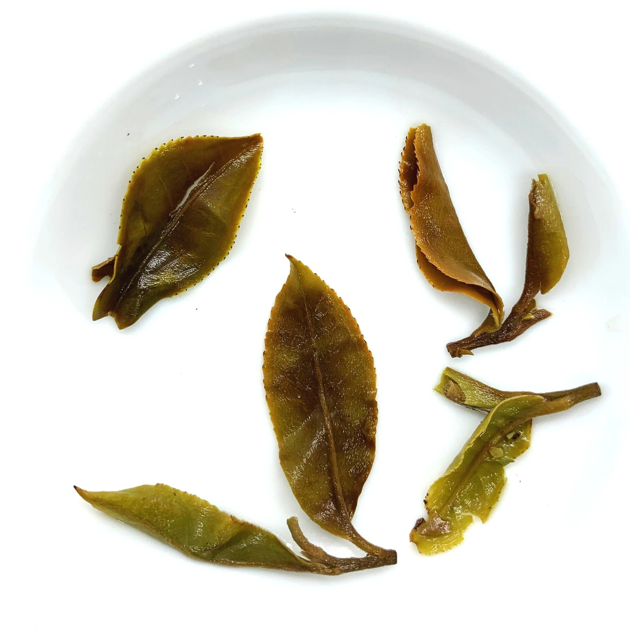 Himalayan+wonder+wet+leaves.jpg