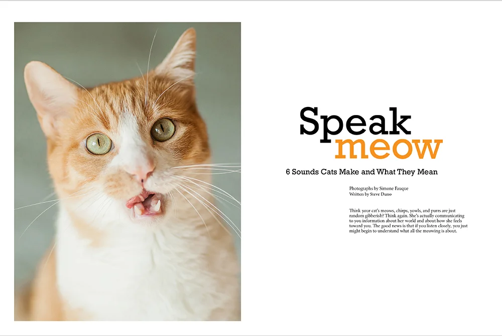 whiskers2.jpg