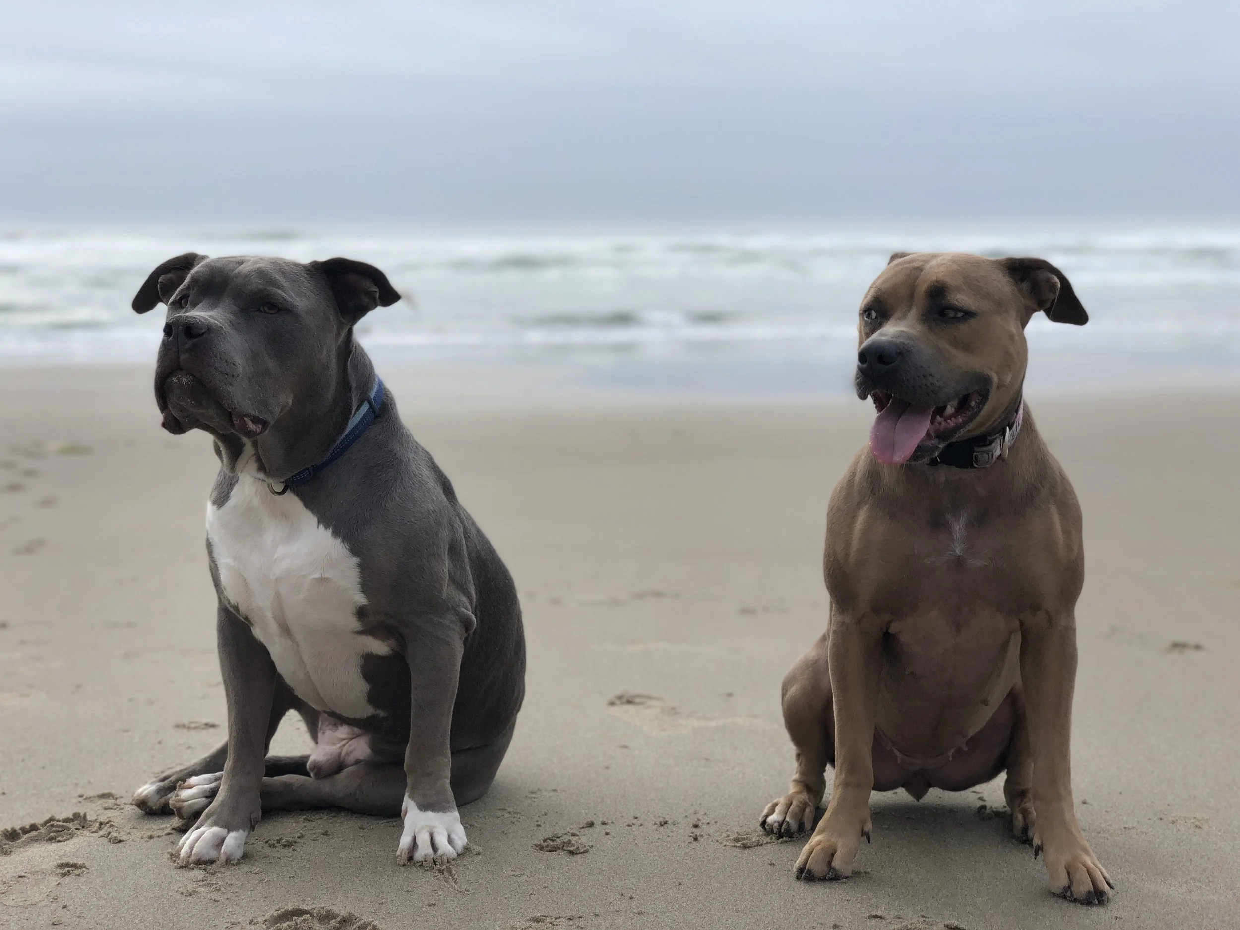 Spontaneous trip to the Oregon Coast with our pups, Newman & Delilah.
