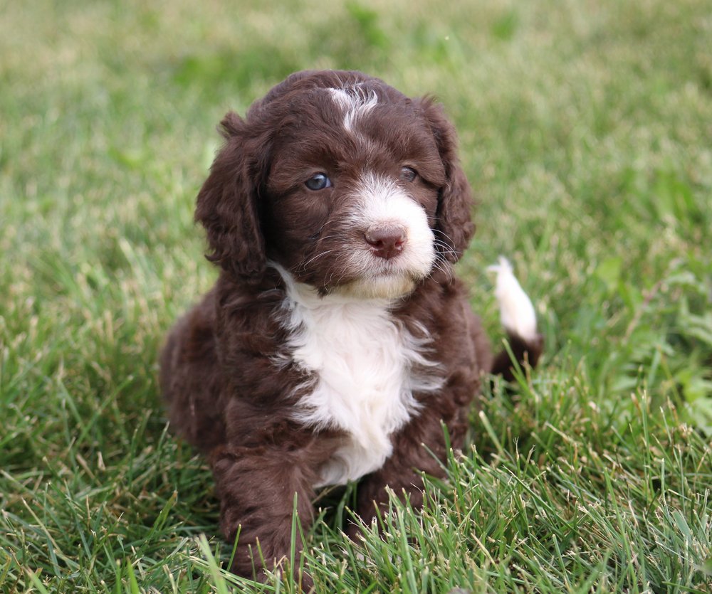 Chocolate Labradoodle Puppies