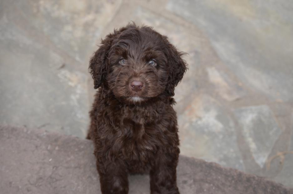 chocolate labradoodle puppies for sale near me