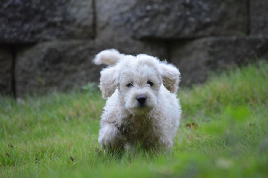 mini-Labradoodles-5.jpeg