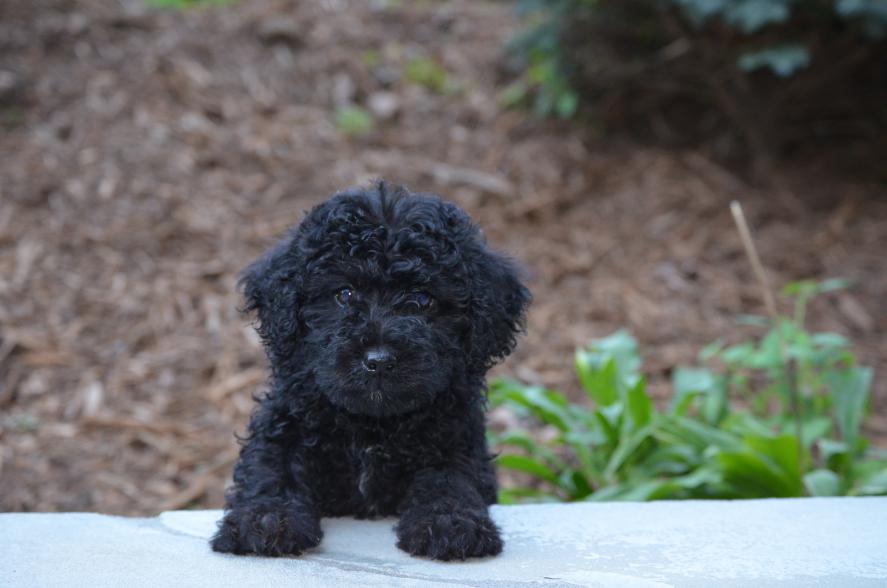 mini apricot labradoodle