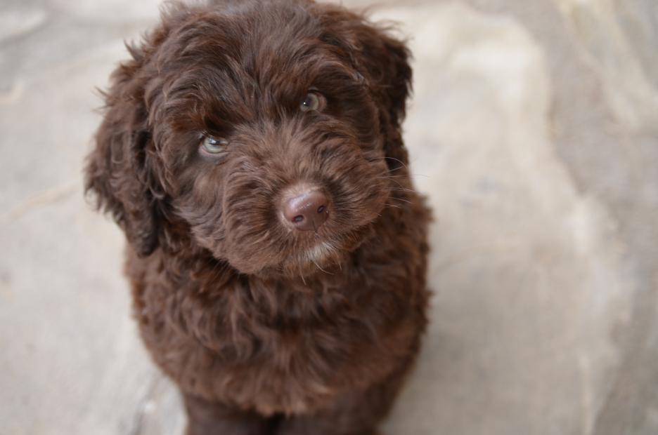 Chocolate Labradoodle Puppies