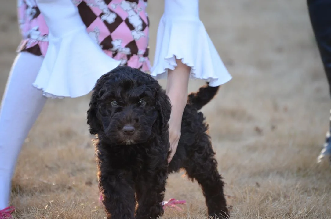 Asheville-chocolate-Labradoodle-puppy-41.jpeg