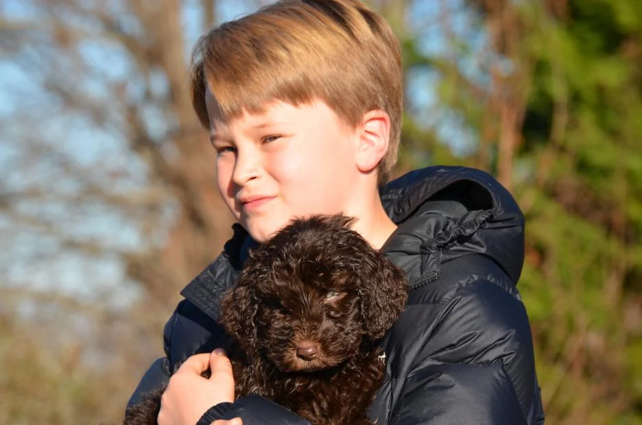 Asheville-chocolate-Labradoodle-puppy-Chewbacca-11.jpeg