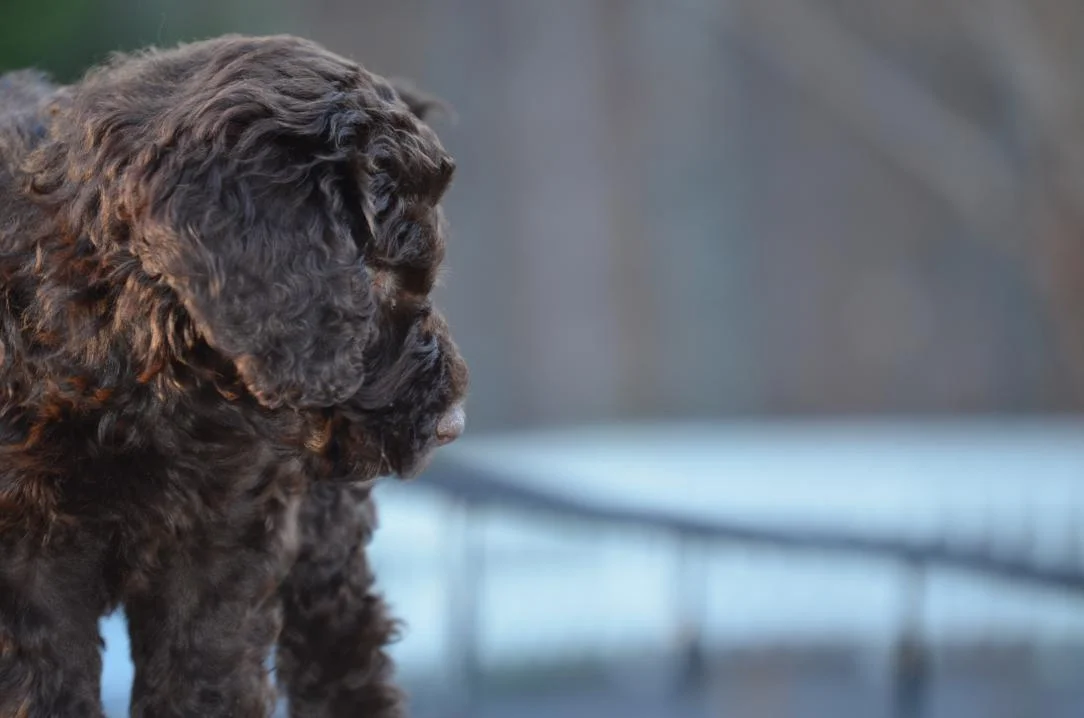Asheville-chocolate-Labradoodle-puppy-22.jpeg