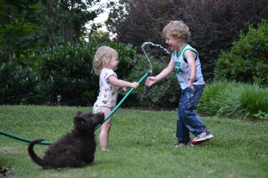 labradoodle-playing-children.jpeg