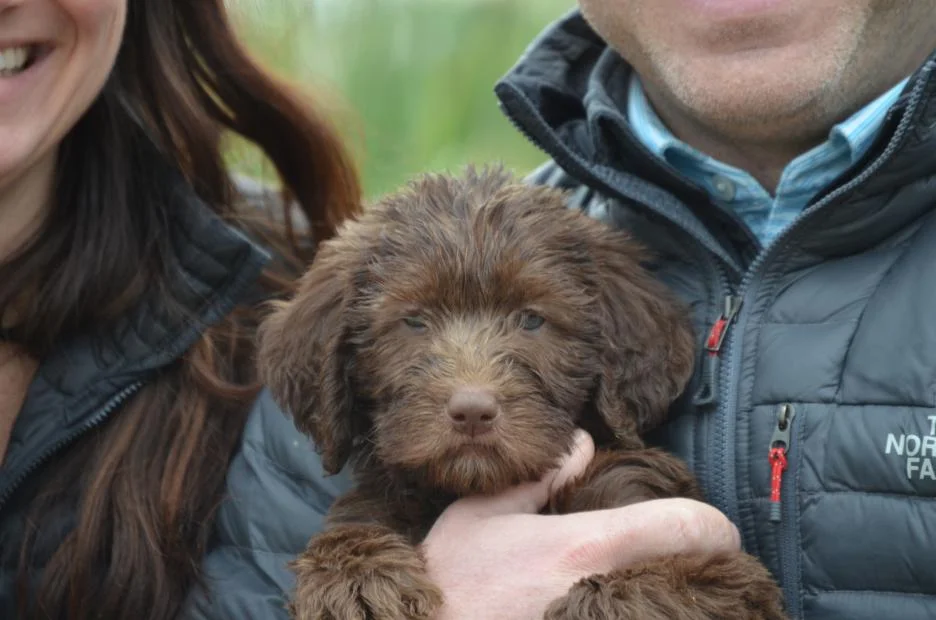 Clemson-Labradoodle-Watson-11.jpeg