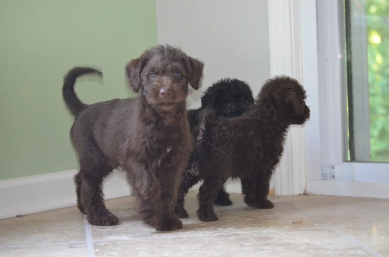 3-labradoodles-doodles.jpg