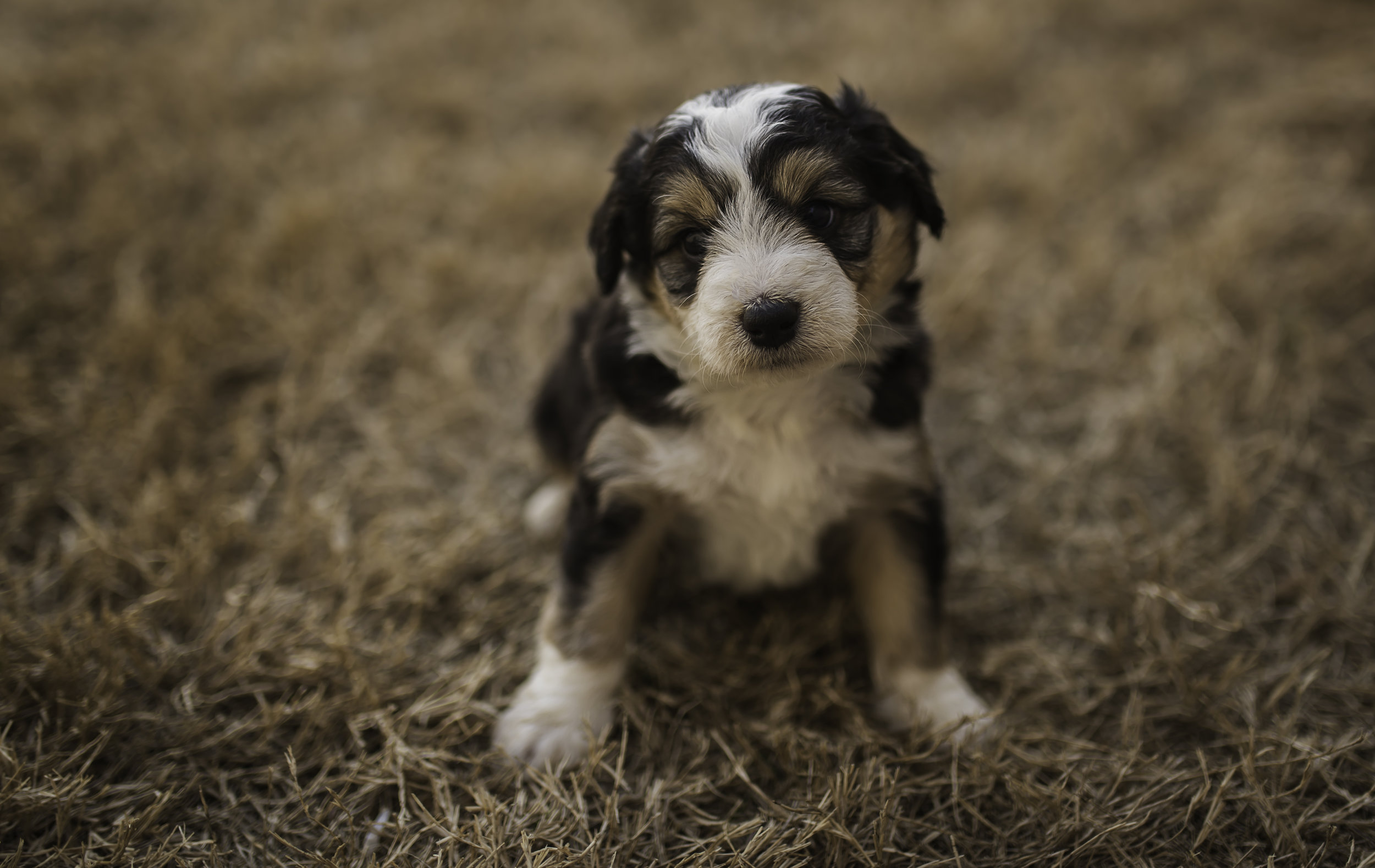 aussiedoodle breeders near me