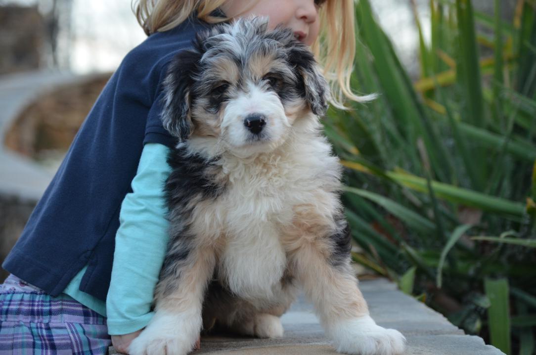 aussiedoodle breeders near me