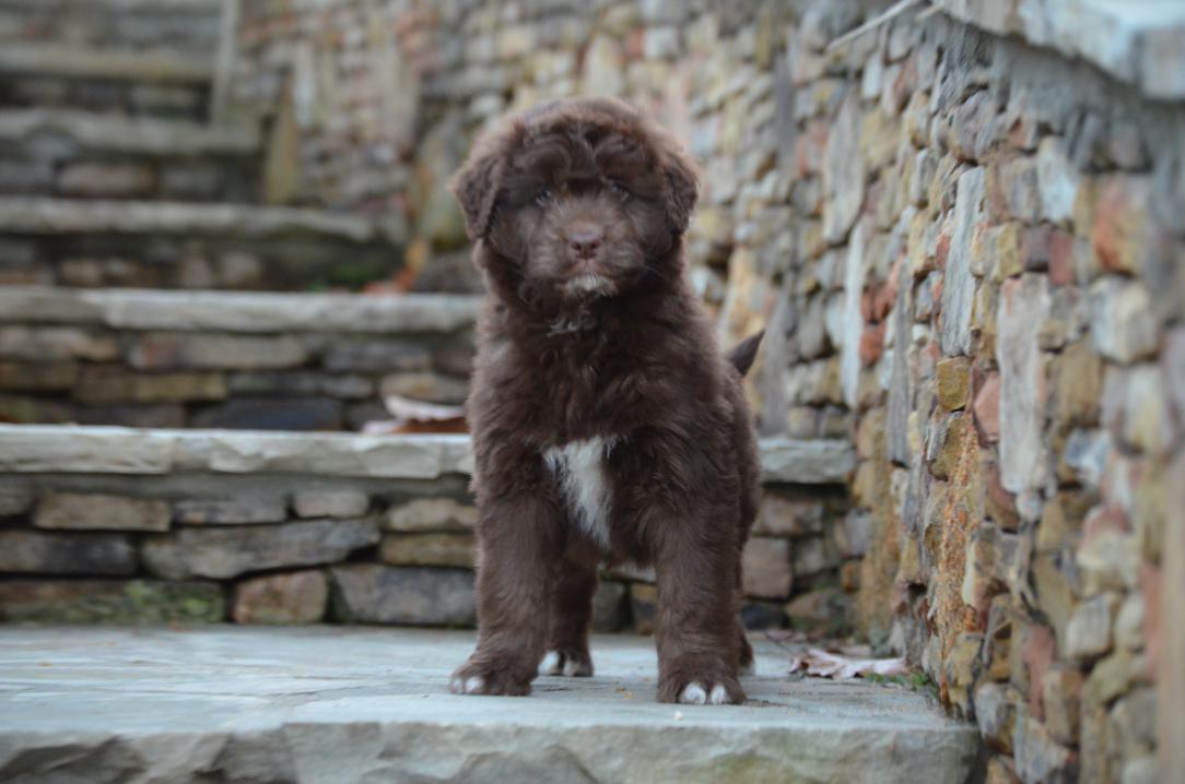 brown mini aussiedoodle