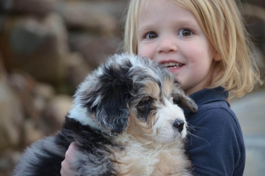 Best-Merle-Aussiedoodles-6.jpeg