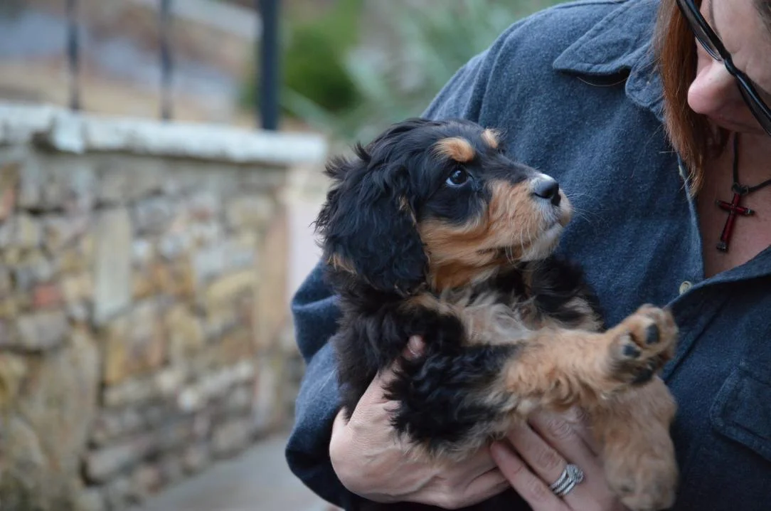 Best-Aussiedoodle-breeders-Savannah-3.jpeg
