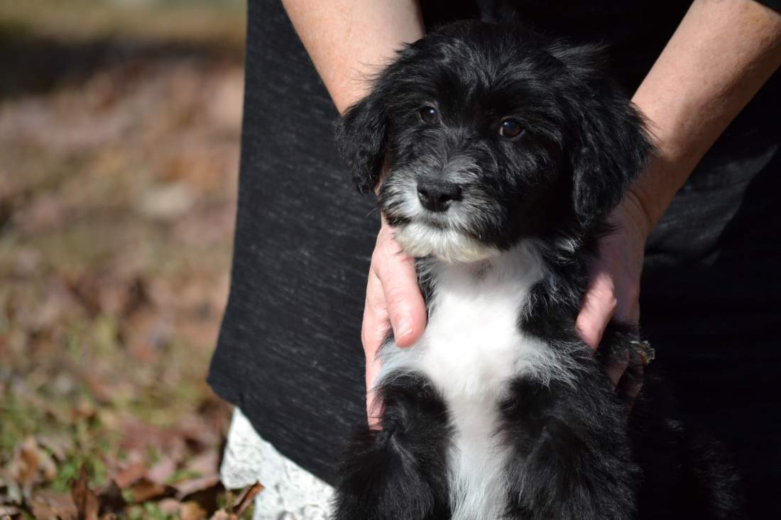 best-Aussiedoodle-puppy-pictures-3.jpeg