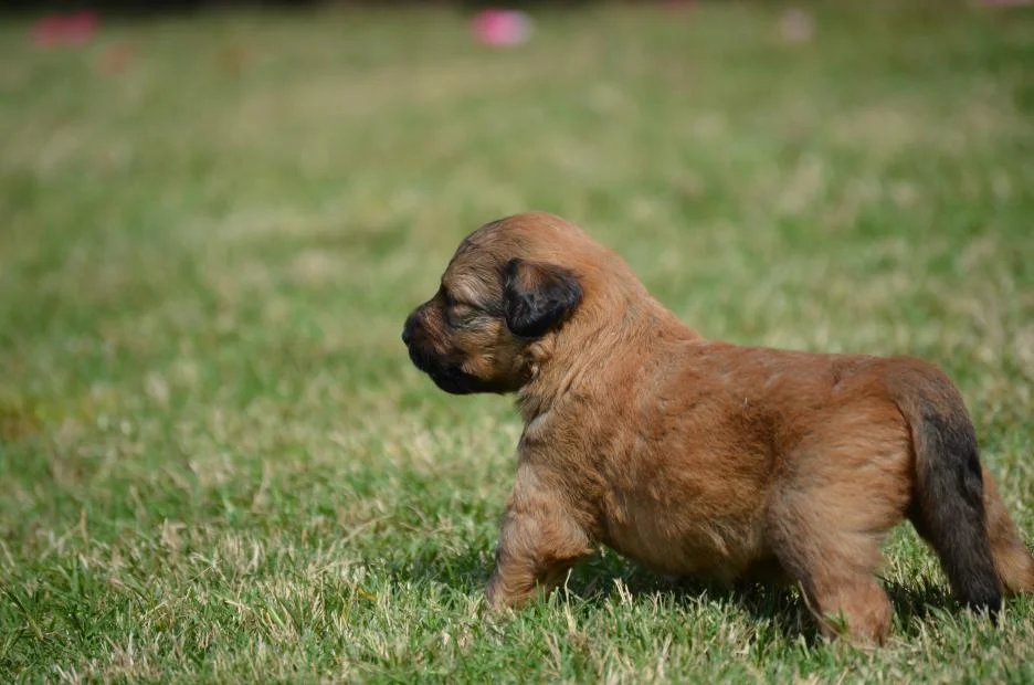 best-Aussiedoodle-puppy-pictures-8.jpeg