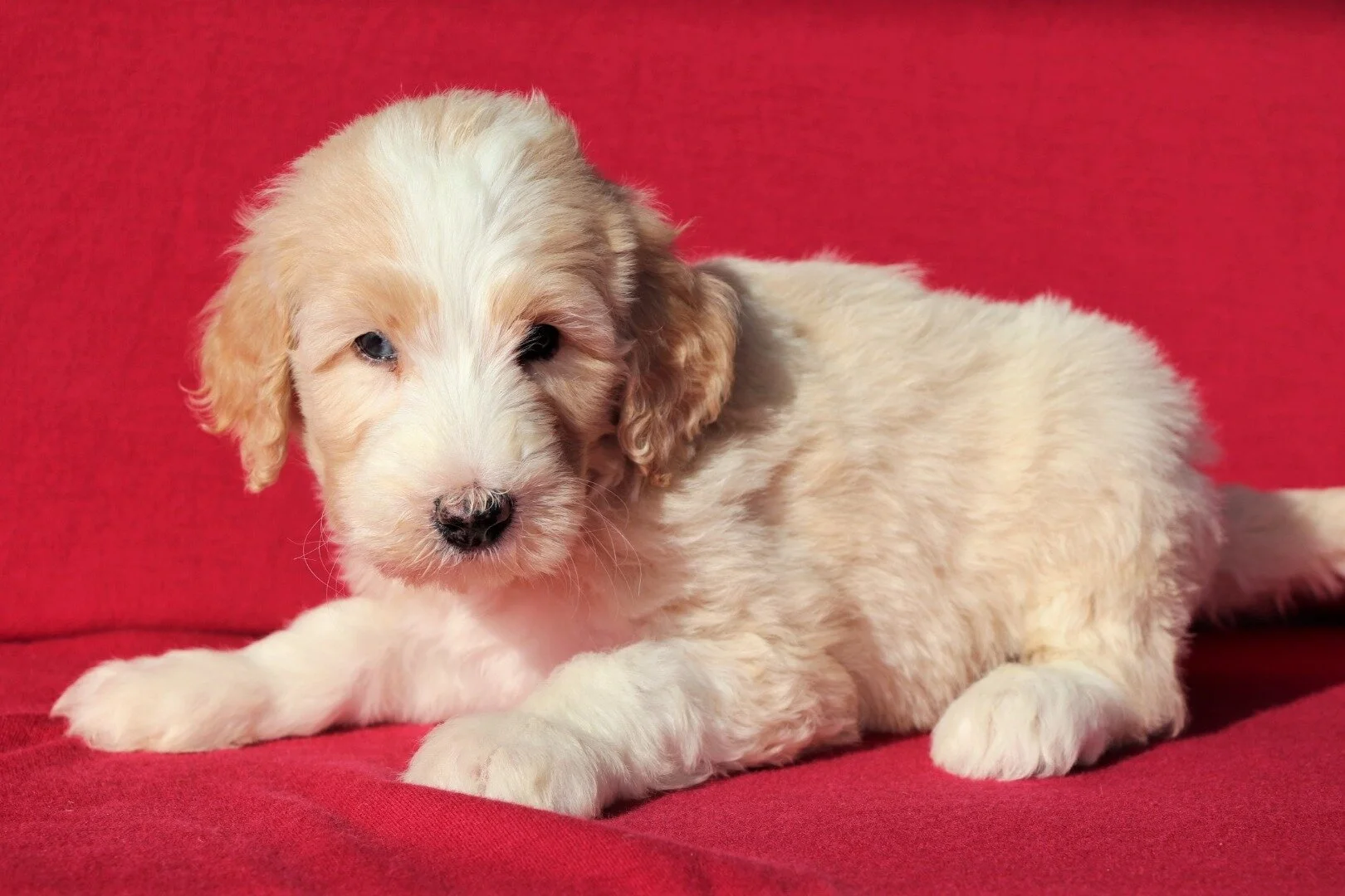 Available — Best Aussiedoodles