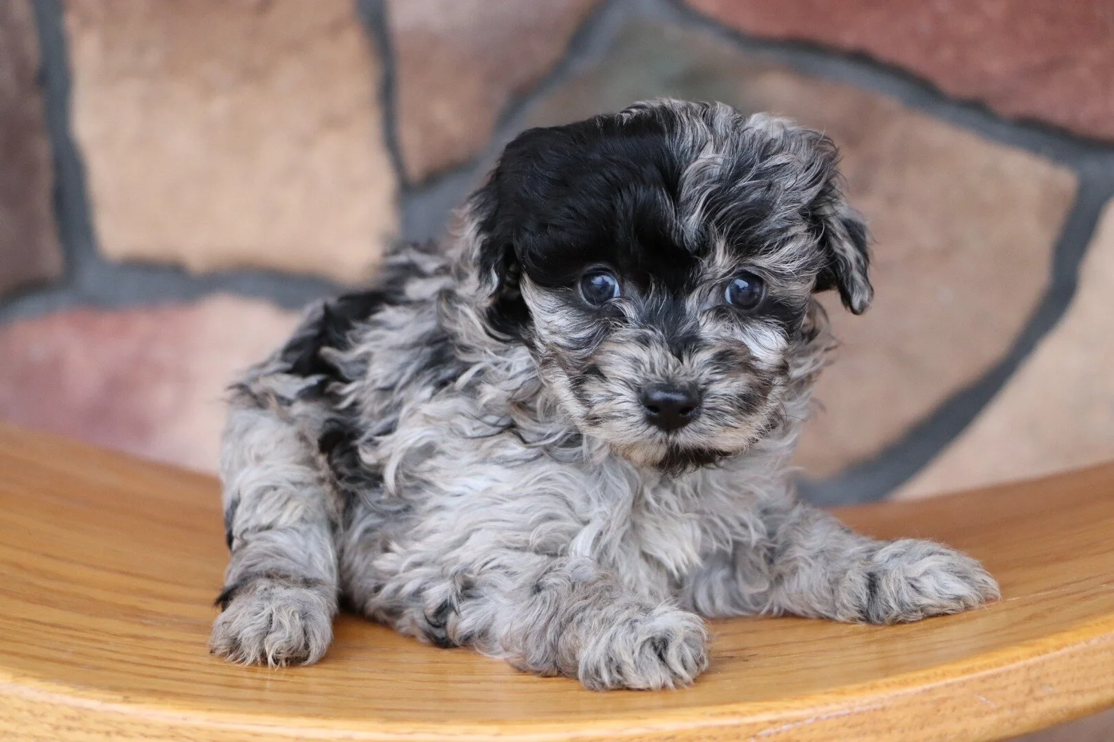 Available — Best Aussiedoodles