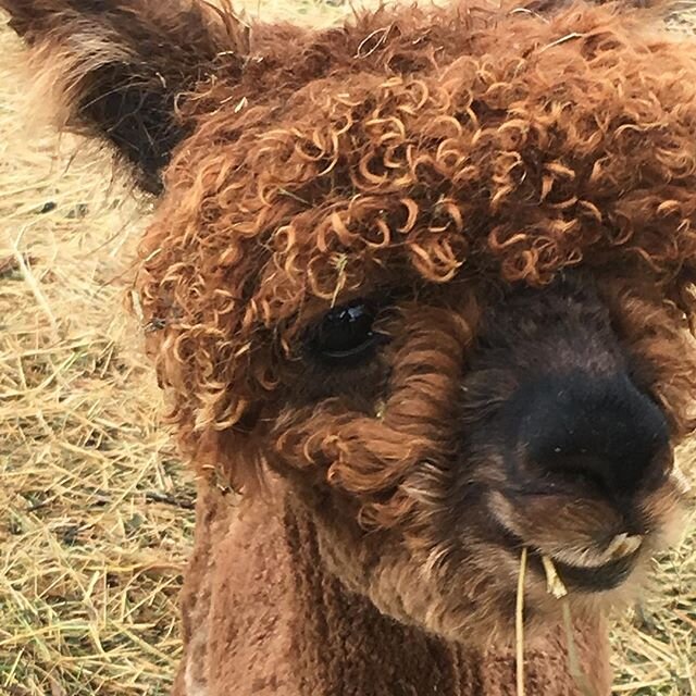 Happy 1st Birthday Dylan!!!🎂
🦙🦙🦙
He is still the same size as the day he was born. Makes him that much cutter! Lol!
🦙
Our 2020 babies will arriving shortly, Brook &amp; Kaylie are very pregnant, and the bellies have dropped. 🦙

#alpacasofinstag
