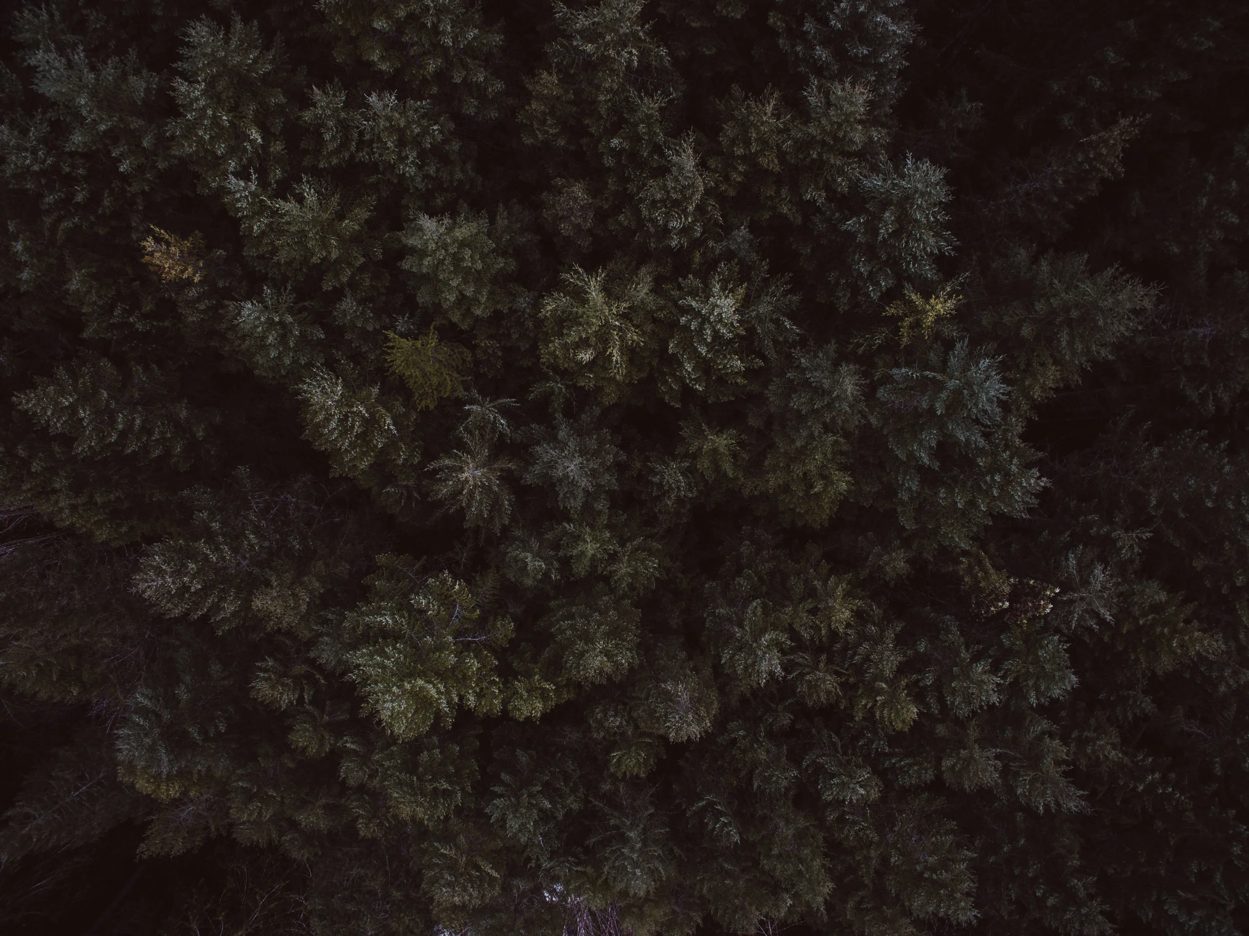 DJI_0005.jpg