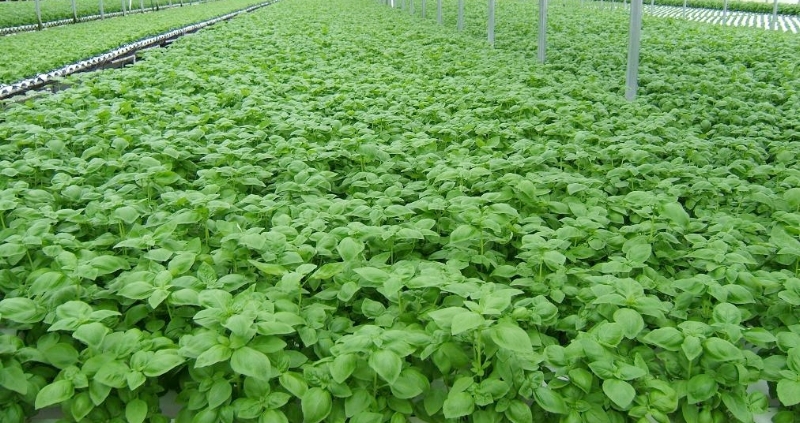 basil1.jpg