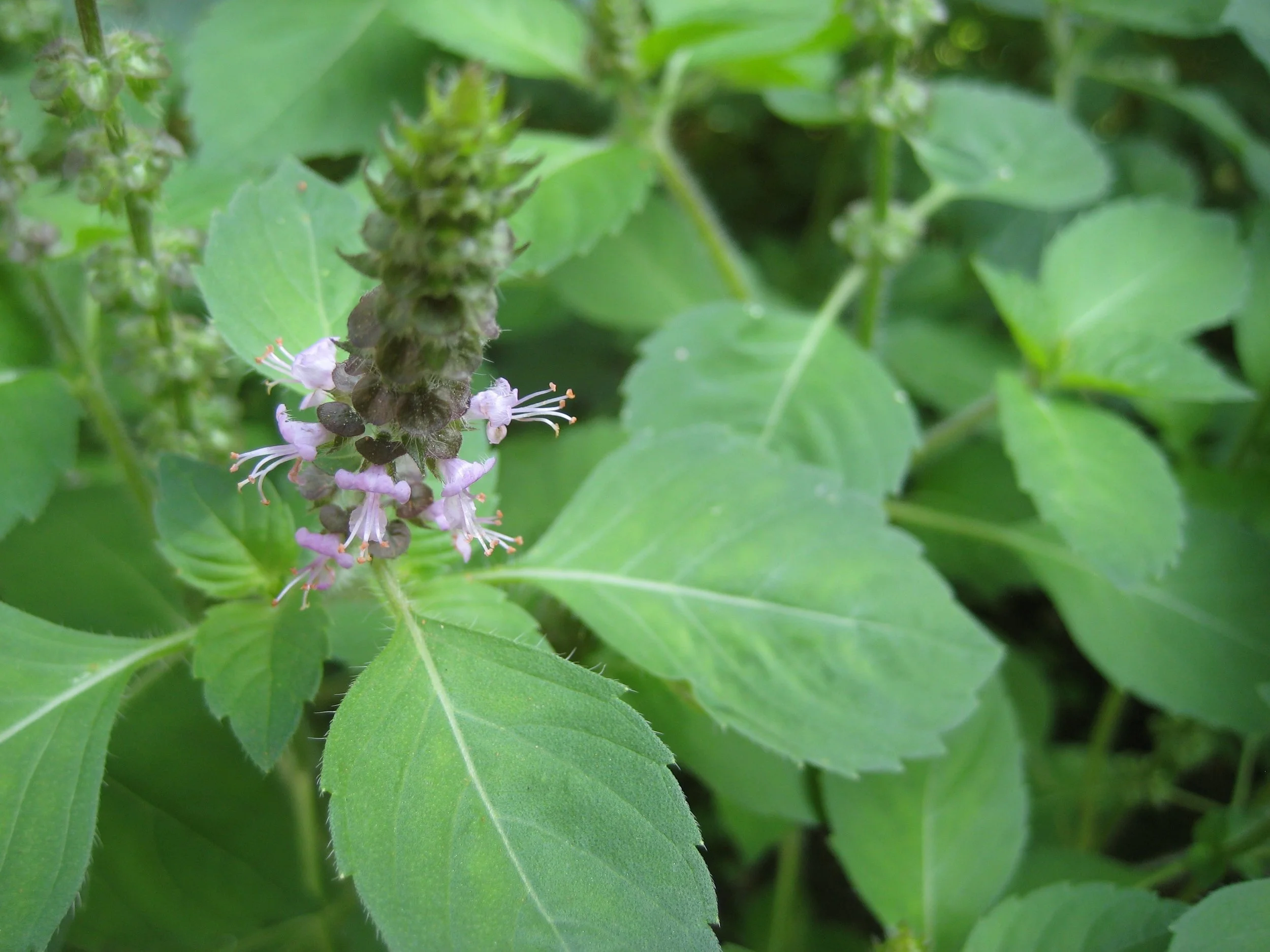 tulsi.jpg